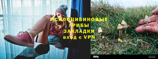 прущие грибы Армянск